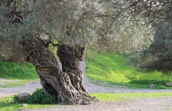 | موسوعة القرى الفلسطينية  | موسوعة القرى الفلسطينية