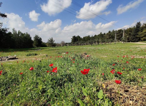 | موسوعة القرى الفلسطينية  | موسوعة القرى الفلسطينية