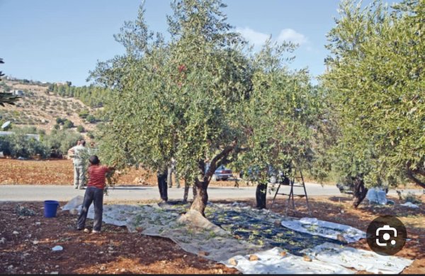  | موسوعة القرى الفلسطينية