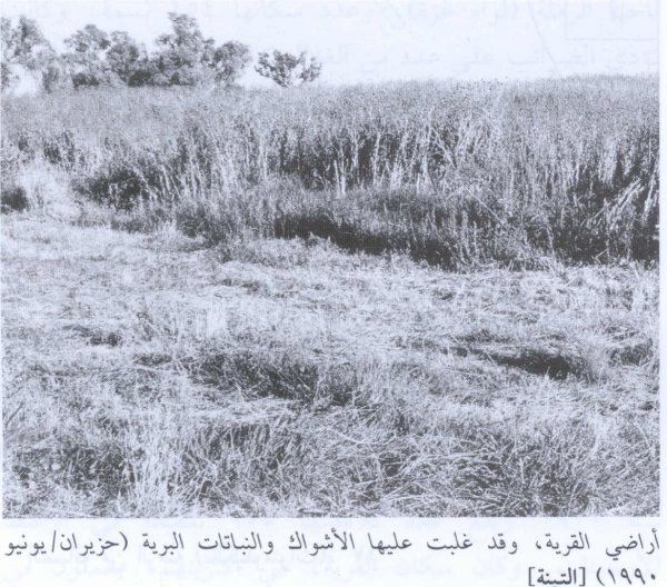 قرية التينة / الرملة