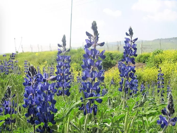  | موسوعة القرى الفلسطينية