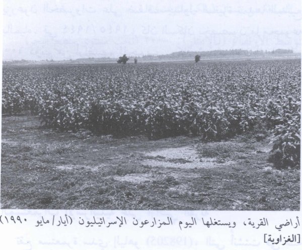 أراضي القرية أراضي القرية