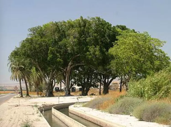  | موسوعة القرى الفلسطينية