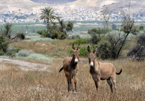  | موسوعة القرى الفلسطينية