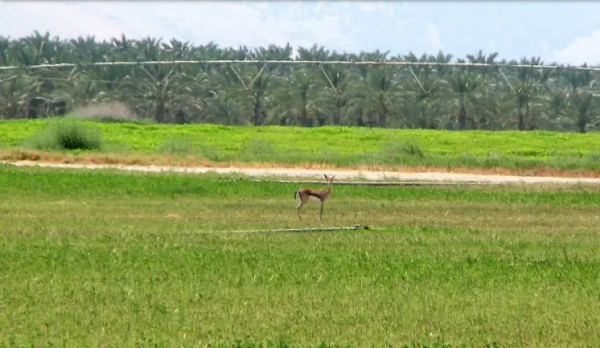  | موسوعة القرى الفلسطينية