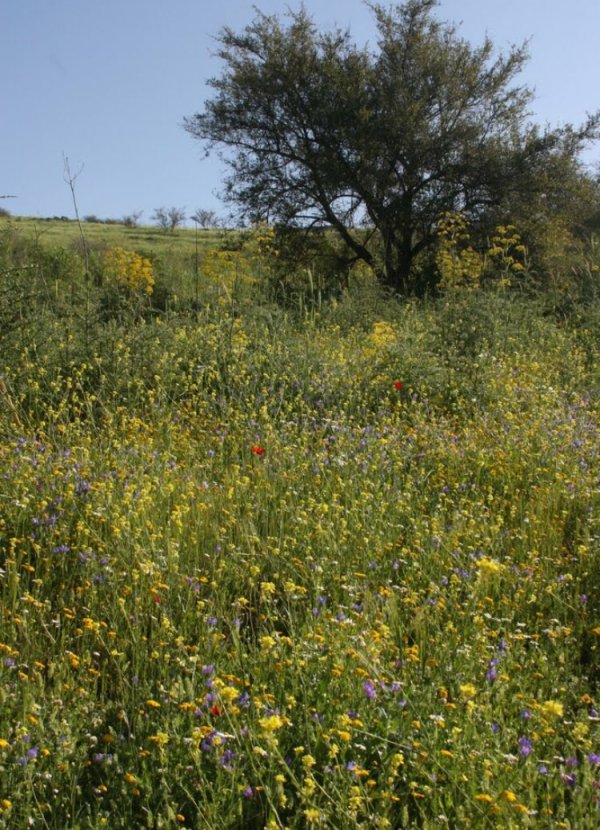  | موسوعة القرى الفلسطينية