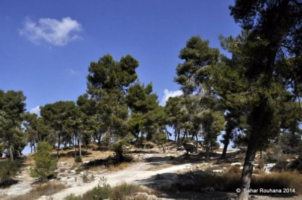  | موسوعة القرى الفلسطينية