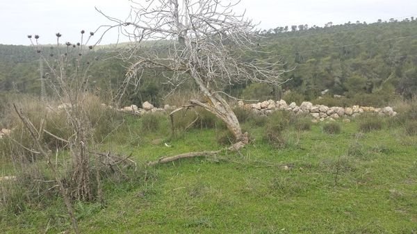 | موسوعة القرى الفلسطينية  | موسوعة القرى الفلسطينية