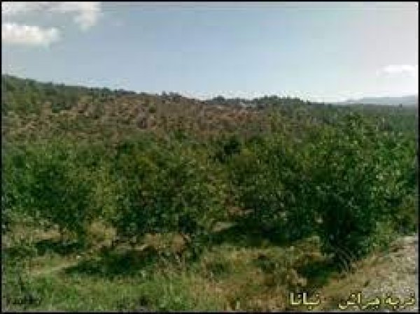 | موسوعة القرى الفلسطينية  | موسوعة القرى الفلسطينية