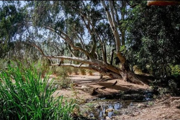 | موسوعة القرى الفلسطينية  | موسوعة القرى الفلسطينية