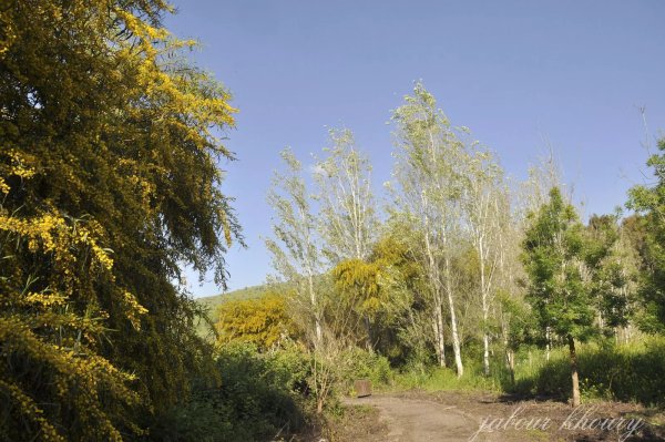  | موسوعة القرى الفلسطينية