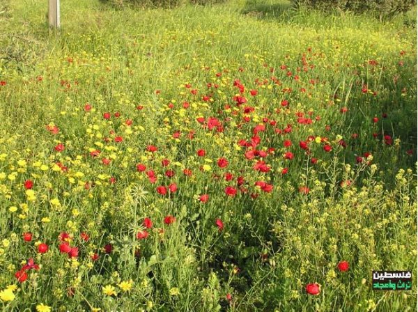 | موسوعة القرى الفلسطينية  | موسوعة القرى الفلسطينية
