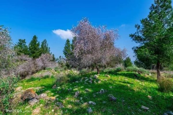 | موسوعة القرى الفلسطينية  | موسوعة القرى الفلسطينية