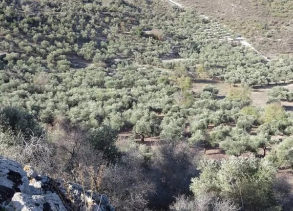  | موسوعة القرى الفلسطينية