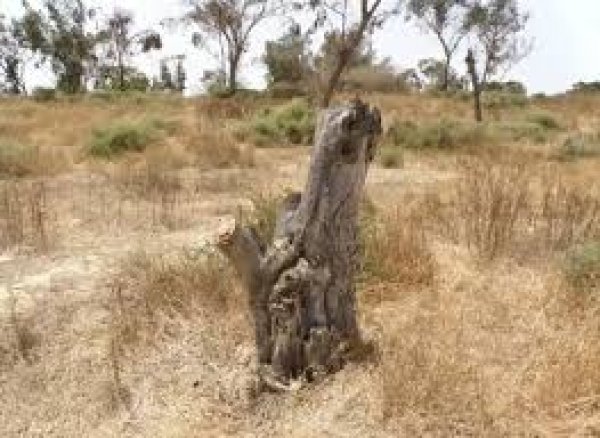  | موسوعة القرى الفلسطينية