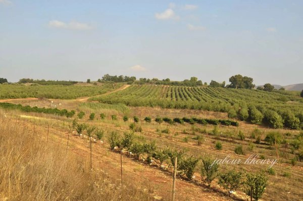  | موسوعة القرى الفلسطينية