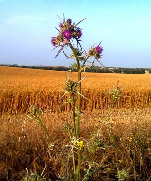  | موسوعة القرى الفلسطينية