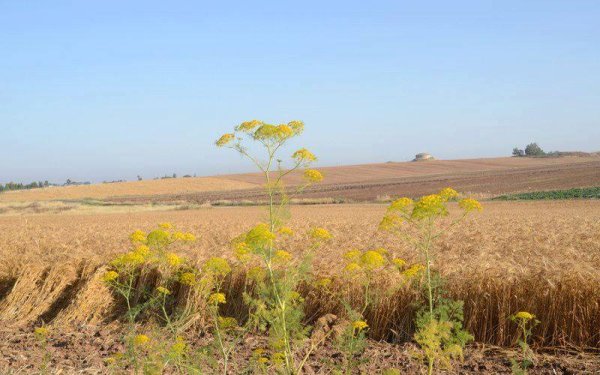  | موسوعة القرى الفلسطينية