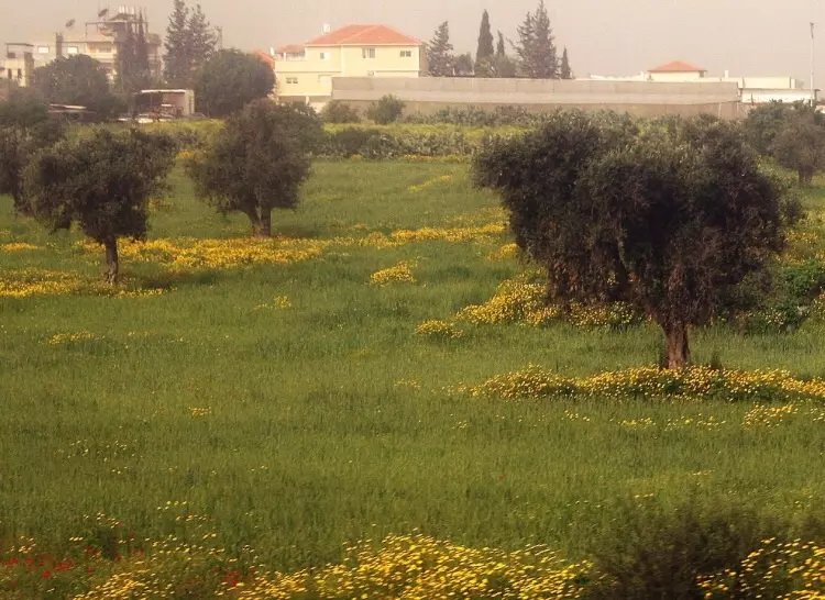 جِنْدَاسْ  | موسوعة القرى الفلسطينية جِنْدَاسْ  | موسوعة القرى الفلسطينية
