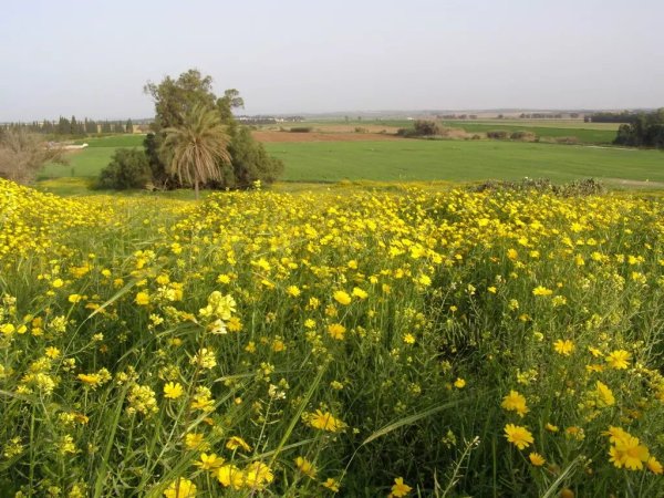  | موسوعة القرى الفلسطينية