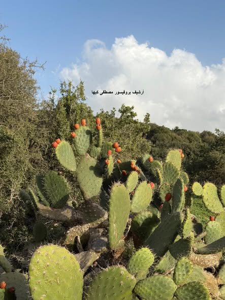  | موسوعة القرى الفلسطينية