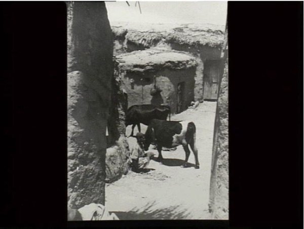 صورة نادرة في قرية دمرة تعود للعام 1941