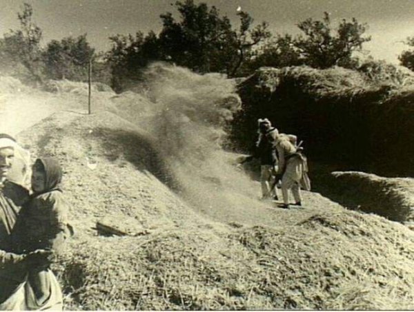 بيادر القمح في قرية دمرة سنة 1941