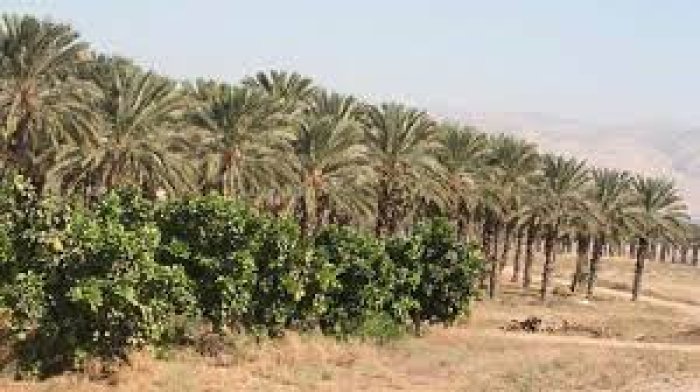 كَوْفَخة  | موسوعة القرى الفلسطينية