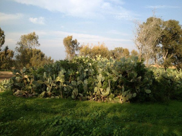  | موسوعة القرى الفلسطينية