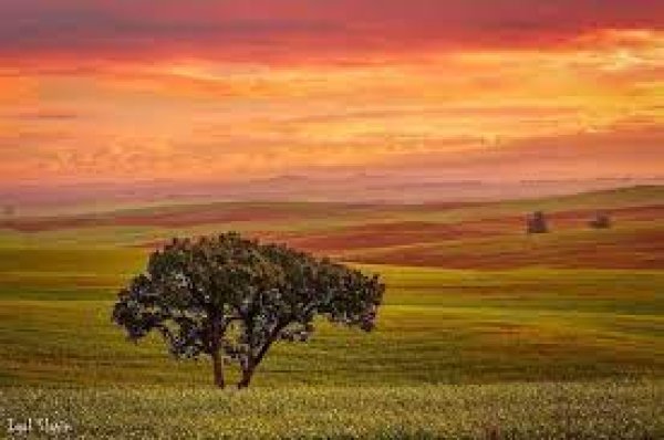 قرية الجمامة - بئر السبع