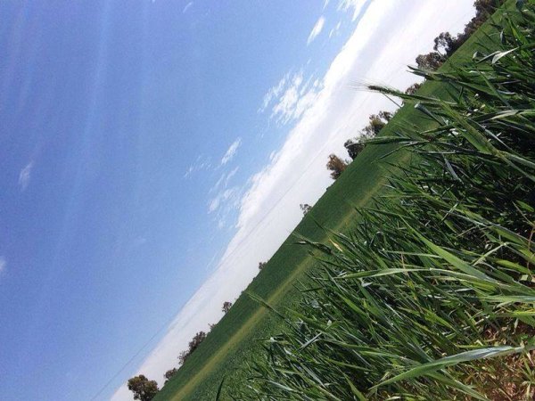 قرية الجمامة - بئر السبع