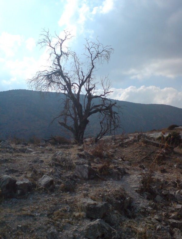 من قرية ماروس المهجرة