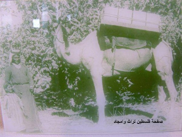 قرية صفوريه قبل النكبه