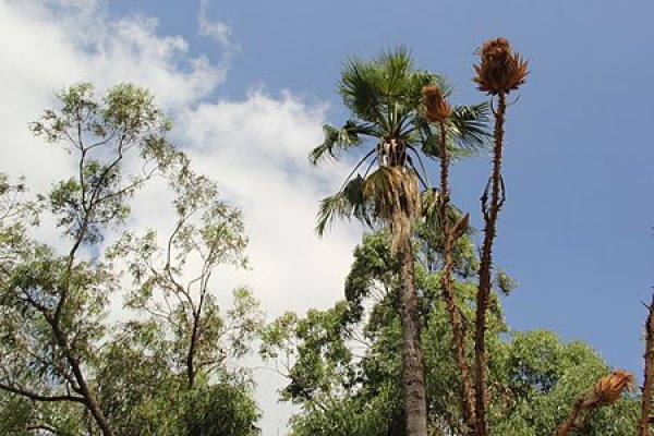  | موسوعة القرى الفلسطينية