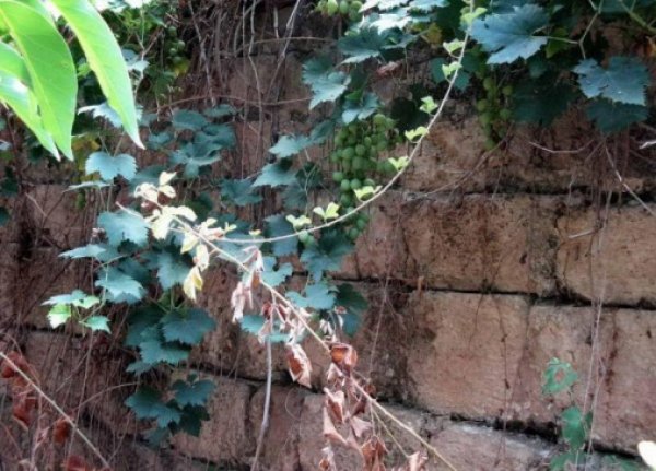 | موسوعة القرى الفلسطينية  | موسوعة القرى الفلسطينية