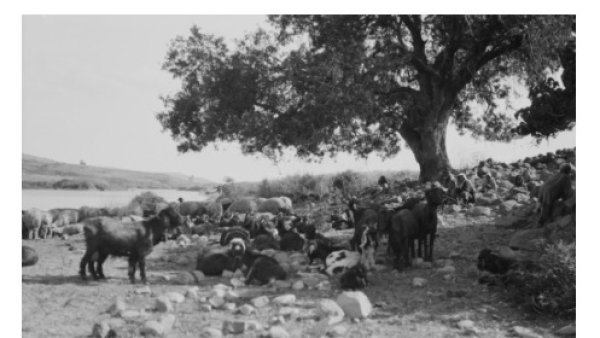 صورة لراعي مع ماشيته بالقرب من نهر الاردن في أراضي كراد البقارة سنة 1918 صورة لراعي مع ماشيته بالقرب من نهر الاردن في أراضي كراد البقارة سنة 1918
