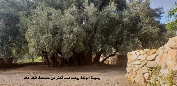 | موسوعة القرى الفلسطينية  | موسوعة القرى الفلسطينية