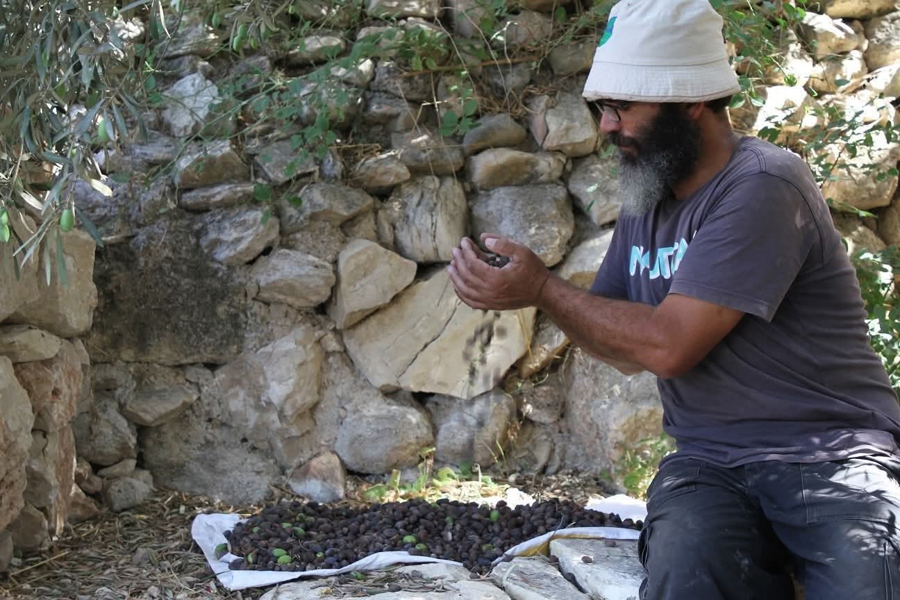 تعتبر أقدم شجرة زيتون في العالم   ويقدر عمرها بنحو خمسة آلاف سنة، ويغطي حجمها أكثر من 250 مترا مربعا، ويمتد ارتفاعها إلى نحو 13 مترا، وجذورها إلى نحو 25 مترًا تحت الأرض، وفقا لوزارة الزراعة الفلسطينية. وتعود ملكية الشجرة لعائلة أبو علي في منطقة وادي جويزة، التي تقع في قرية الولجة في بيت لحم (جنوب غربي القدس المحتلة)، وأطلق عليها مجموعة متنوعة من الأسماء، من بينها الحصن، والمرأة العجوز، وأم الزيتون، وعروس فلسطين. وظلت شامخة من عصور سابقة على المسيحية والإسلام.