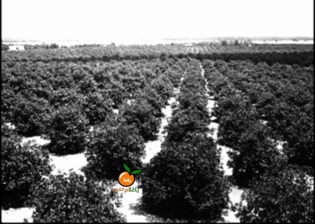  | موسوعة القرى الفلسطينية