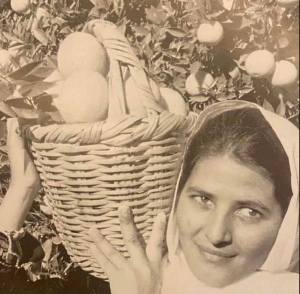 سيدة فلسطينية من قرية كفر عانة قضاء يافا تحمل سلة برتقال من نوع ( شموطي ) ..الصورة النادرة من عام 1937 سيدة فلسطينية من قرية كفر عانة قضاء يافا تحمل سلة برتقال من نوع ( شموطي ) ..الصورة النادرة من عام 1937