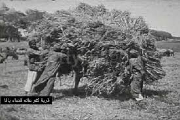 قرية كفر عانه قرية كفر عانه