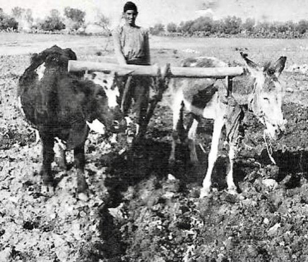 قرية يازور / يافا قرية يازور / يافا