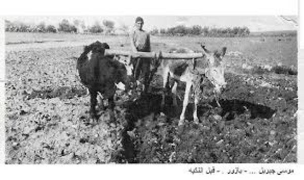 قرية يازور / يافا قرية يازور / يافا
