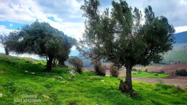  | موسوعة القرى الفلسطينية