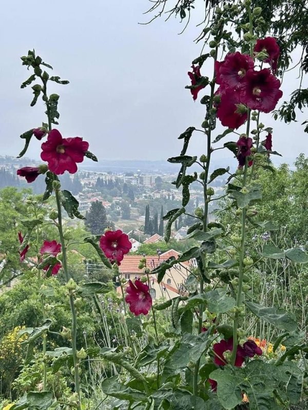 من قرية الجاعونة جنوبي شرقي صفد المحتلة  تصوير : علي الزيبق،،