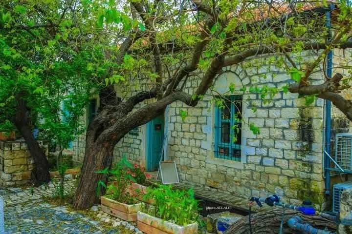 جمال قرية الجاعونة في ريف صفد  تصوير: علي علي