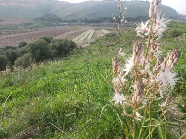  | موسوعة القرى الفلسطينية