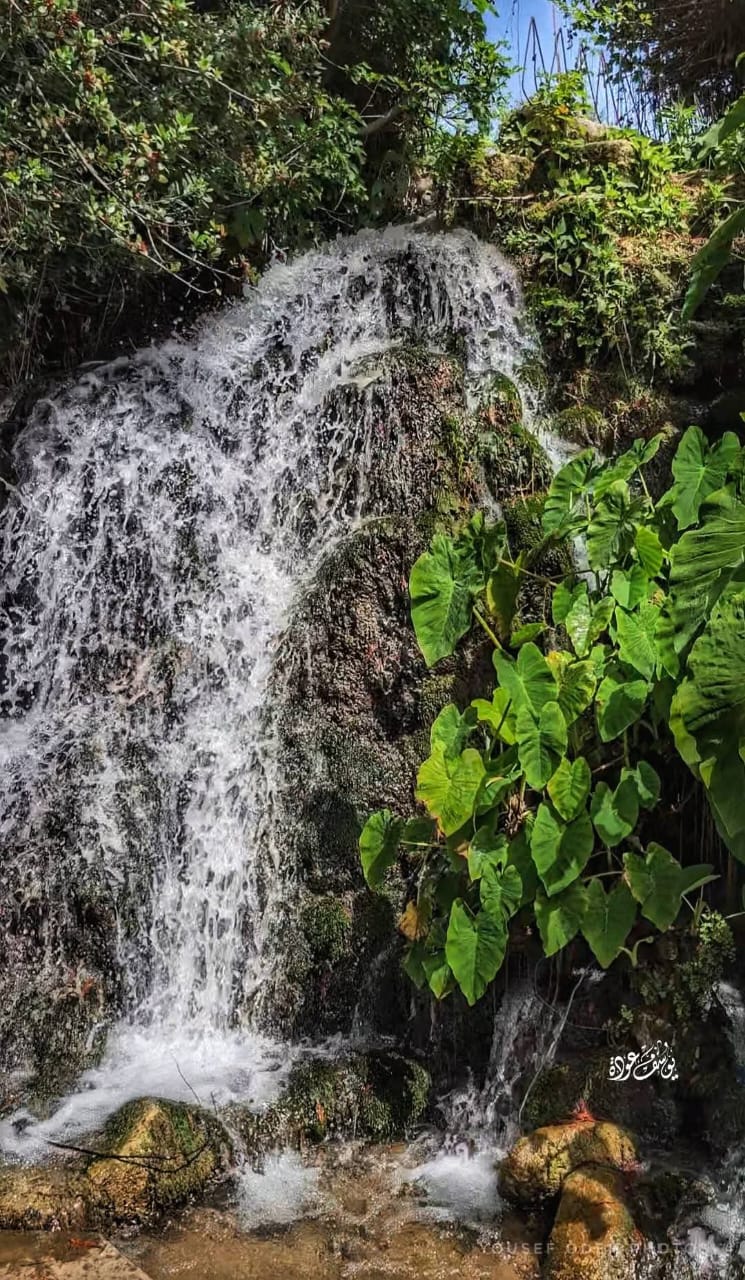 قرية الخصاص - صفد / بعدسة يوسف عودة