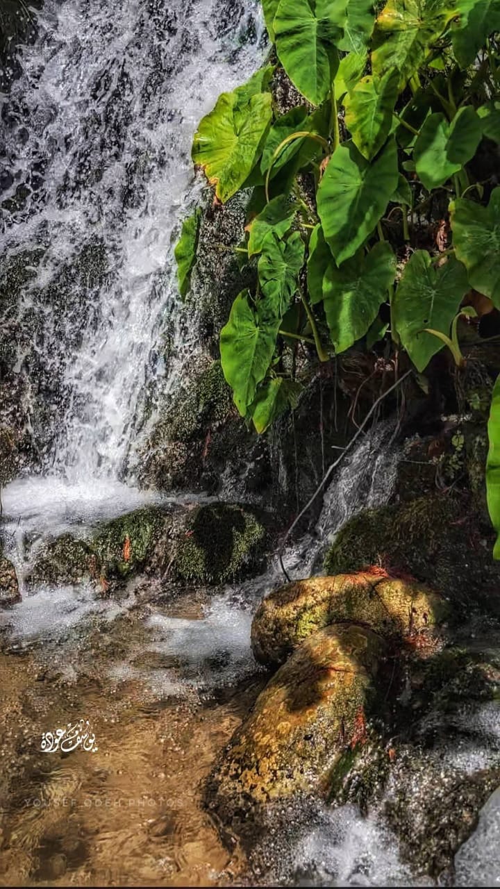 قرية الخصاص - صفد / بعدسة يوسف عودة