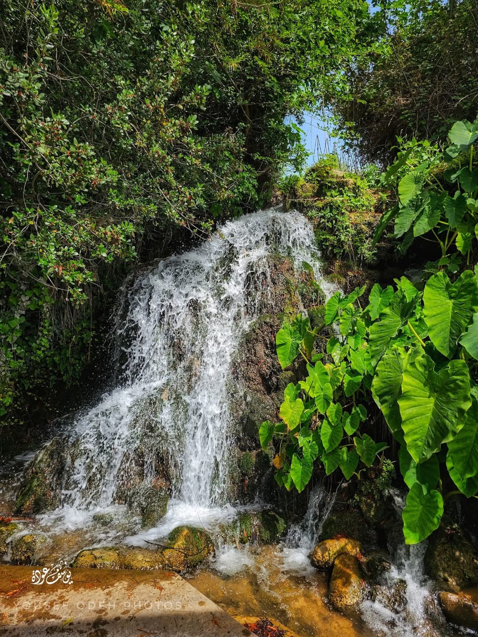 قرية الخصاص - صفد / بعدسة يوسف عودة